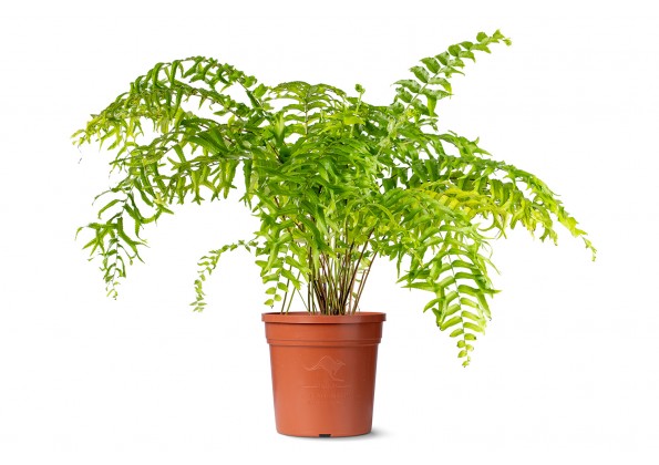 نبات السرخس