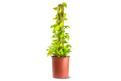 Scindapsus Lime - Easy-Care Indoor Hanging Plant