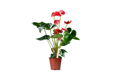 أنتوريوم أحمر (Anthurium andraeanum)
