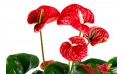 أنتوريوم أحمر (anthurium Andraeanum)