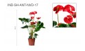 أنتوريوم أحمر (anthurium Andraeanum)