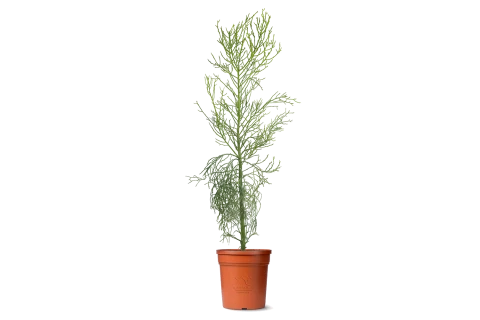 Euphorbia Thirucalii (Pencil Cactus)