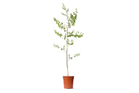 شجرة السدر