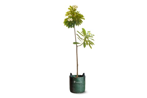 البلوميريا أوبتيوسا ألبا (ياسمين هندي)