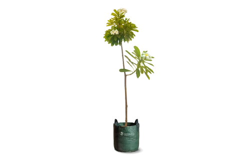 Plumeria obtusa alba