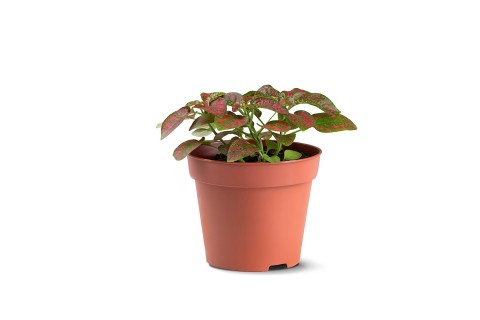 نبات البولكا دوت (هيبوستس) - أحمر