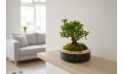 شجرة بونساي مصغرة في حوض برونزي 