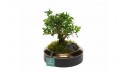 شجرة بونساي مصغرة في حوض برونزي 