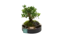 شجرة بونساي مصغرة في حوض برونزي 