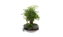 نبتة البوليسكياس في حوض زجاجي حديقة مصغرة