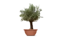 Olive Tree - Olea Europaea Bonsai