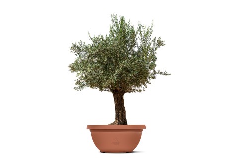 شجرة زيتون معمرة (أوليا يوروبيا بونساي) 