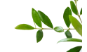 Olive Tree - Olea Europaea Bonsai