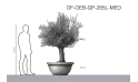 Olive Tree - Olea Europaea Bonsai