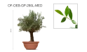 Olive Tree - Olea Europaea Bonsai