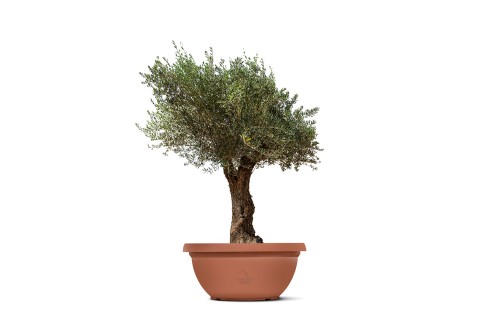 شجرة زيتون معمرة (أوليا يوروبيا بونساي) 