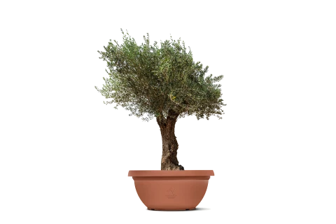Olive Tree - Olea Europaea Bonsai
