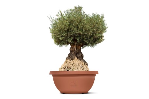 شجرة زيتون معمرة (أوليا يوروبيا بونساي) - 240 - 275 سم 