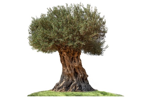 زيتون أسباﻧﻲ أربكينا-3.5 متر