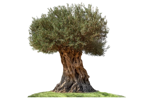 زيتون أسباﻧﻲ أربكينا-3.5 متر