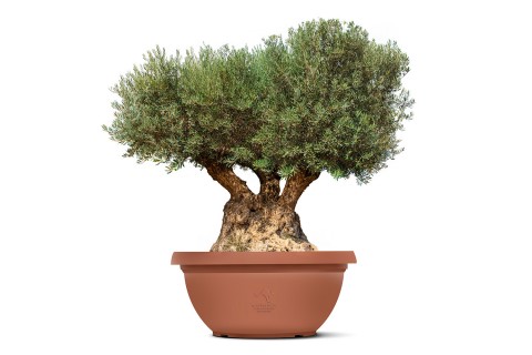 زيتون أربيكينا مقاس 3 في كيس/شبكة سلكية