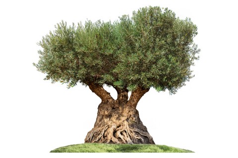 زيتون أربيكينا مقاس 3 في كيس/شبكة سلكية