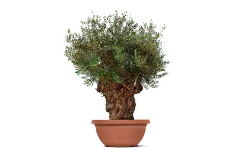 زيتون معمر (أوليا يوروبيا بونساي)