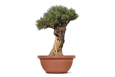 شجرة زيتون معمرة - ارتفاع 3.4 متر  