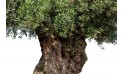 شجرة زيتون معمرة - ارتفاع 3.4 متر  
