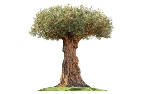 شجرة زيتون معمرة -ارتفاع 2.0 - 2.5 متر  