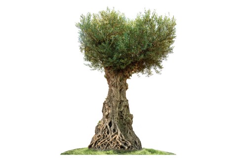 شجرة زيتون معمرة -ارتفاع 2.7 - 3.4 متر  