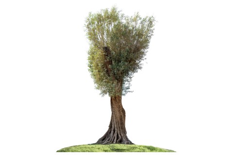 شجرة زيتون معمرة - ارتفاع 4.5 - 6.5 متر  