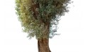 شجرة زيتون معمرة - ارتفاع 4.5 - 6.5 متر  