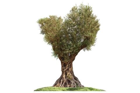 شجرة زيتون معمرة - ارتفاع  6 متر  