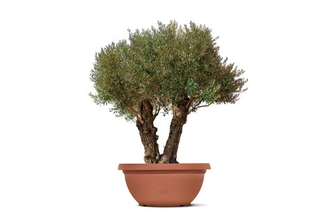 زيتون معمر (أوليا يوروبيا بونساي)