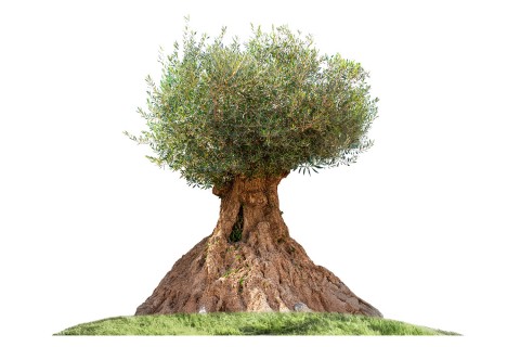 زيتون معمر- 4 - 4.5 متر 