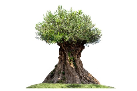 زيتون معمر- 4 - 4.5 متر 