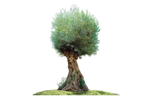 شجرة زيتون معمرة (أوليا يوروبيا بونساي)