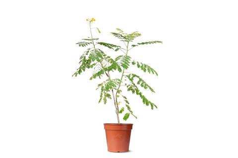 ساسلبينيا بولتشريما