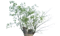 شجرة كوريزيا (شجرة حرير الصوف) 