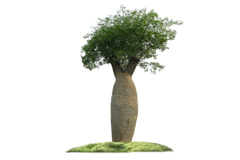 شجرة كوريزيا (شجرة حرير الصوف) 