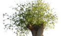 شجرة كوريزيا (شجرة حرير الصوف) 