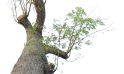 Chorisia Speciosa Tree - Silk Floss Tree