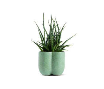 نبتة سانسفيريا مزروعة في حوض سيراميك أخضر