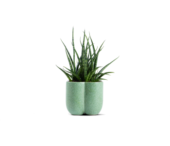 نبتة سانسفيريا مزروعة في حوض سيراميك أخضر