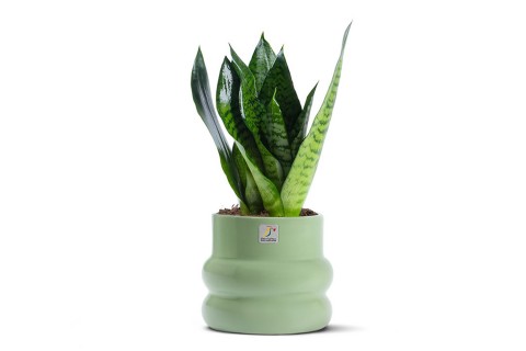 نبتة سانسفيريا مزروعة في حوض سيراميك أخضر فاتح