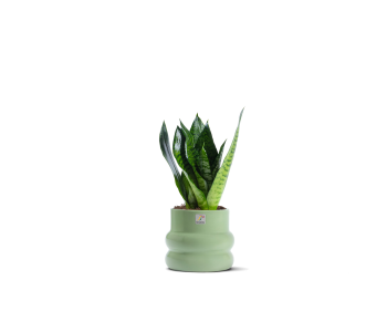 نبتة سانسفيريا مزروعة في حوض سيراميك أخضر فات..