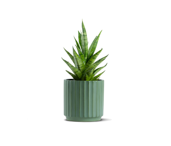 نبتة سانسفيريا مزروعة في حوض سيراميك أخضر