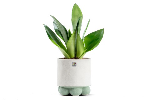 نبتة سانسفيريا مزروعة في حوض سيراميك أخضر اسطواني