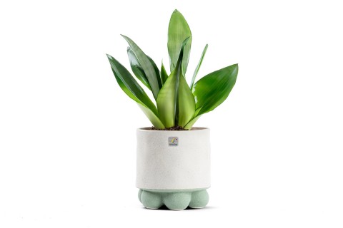 نبتة سانسفيريا مزروعة في حوض سيراميك أخضر اسطواني